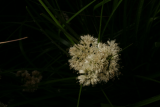 Luzula luzuloides 'Schneehaschen' RCP05-07 259.jpg